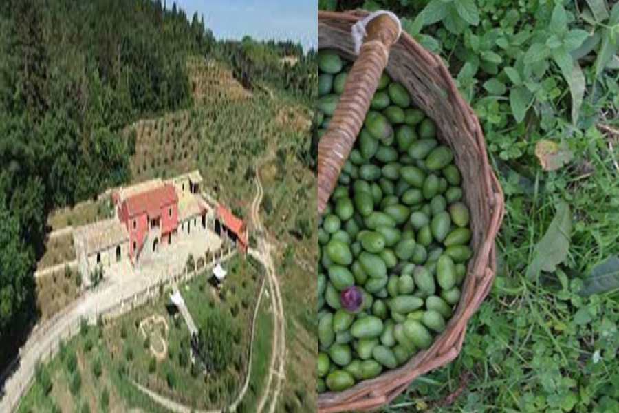 cretan olive holidays2greece.org